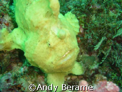 "kermit the frogfish"  resident of dakit-dakit marine san... by Andy Berame 